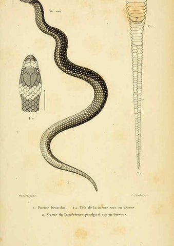 Reproducción/Reproduction 5982420300: Erpétologie générale, ou, Histoire naturelle complète des reptiles Paris :Roret,1834-1854