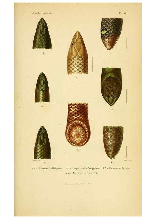 Reproducción/Reproduction 5982414578: Erpétologie générale, ou, Histoire naturelle complète des reptiles Paris :Roret,1834-1854