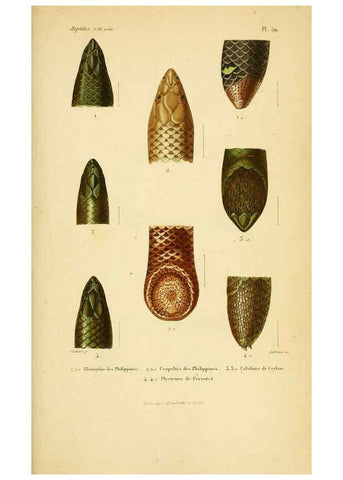 Reproducción/Reproduction 5982414578: Erpétologie générale, ou, Histoire naturelle complète des reptiles Paris :Roret,1834-1854