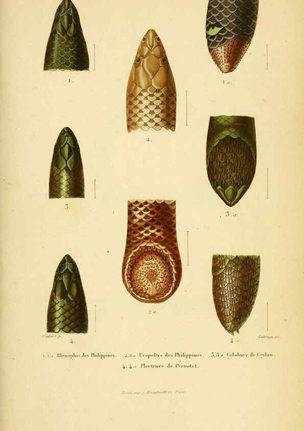 Reproducción/Reproduction 5982414578: Erpétologie générale, ou, Histoire naturelle complète des reptiles Paris :Roret,1834-1854