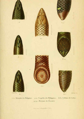 Reproducción/Reproduction 5982414578: Erpétologie générale, ou, Histoire naturelle complète des reptiles Paris :Roret,1834-1854