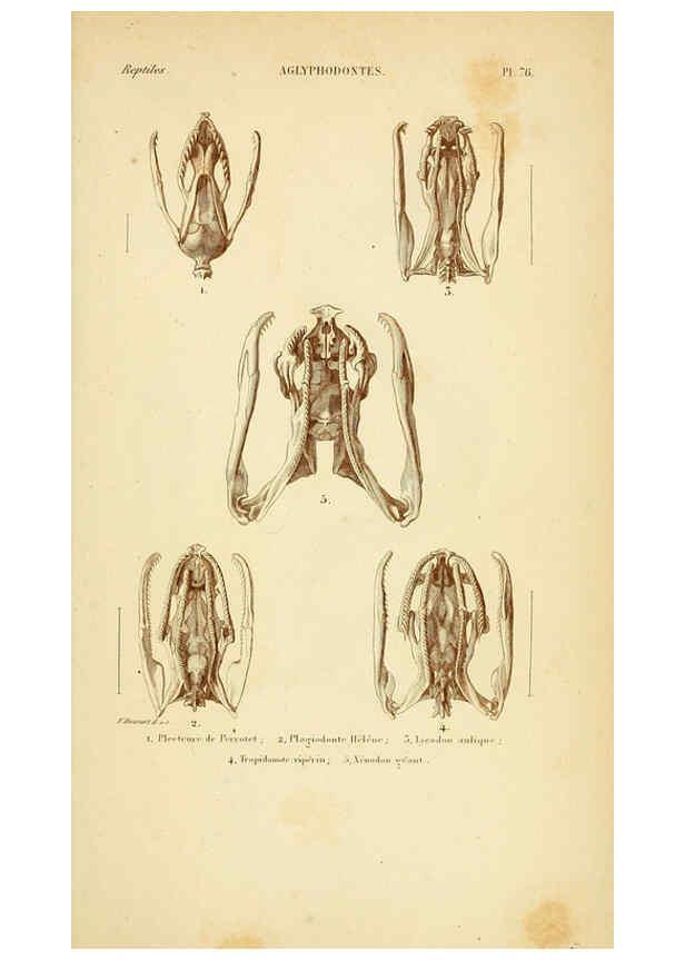 Reproducción/Reproduction 5982420642: Erpétologie générale, ou, Histoire naturelle complète des reptiles Paris :Roret,1834-1854