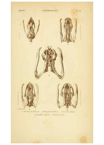 Reproducción/Reproduction 5982420642: Erpétologie générale, ou, Histoire naturelle complète des reptiles Paris :Roret,1834-1854