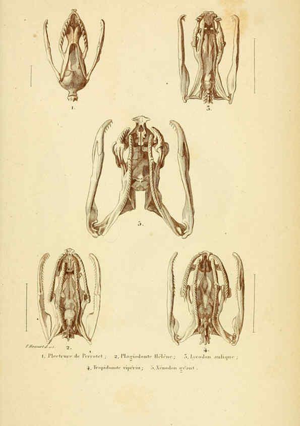 Reproducción/Reproduction 5982420642: Erpétologie générale, ou, Histoire naturelle complète des reptiles Paris :Roret,1834-1854