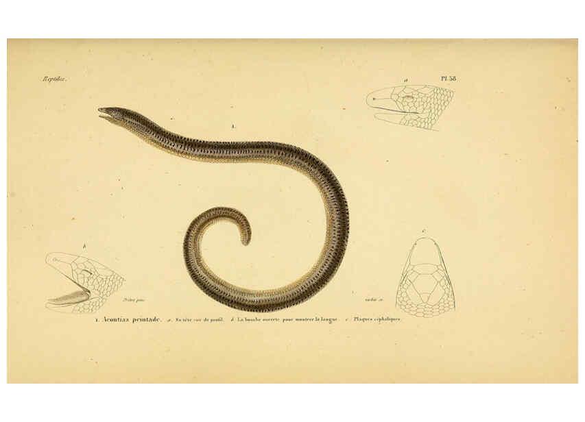 Reproducción/Reproduction 5982414204: Erpétologie générale, ou, Histoire naturelle complète des reptiles Paris :Roret,1834-1854