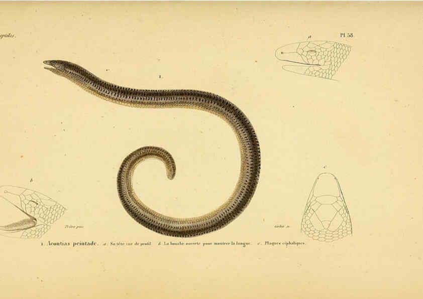 Reproducción/Reproduction 5982414204: Erpétologie générale, ou, Histoire naturelle complète des reptiles Paris :Roret,1834-1854