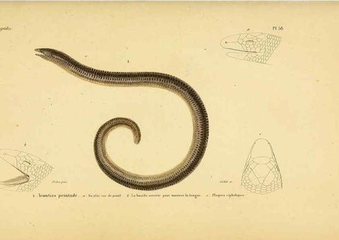 Reproducción/Reproduction 5982414204: Erpétologie générale, ou, Histoire naturelle complète des reptiles Paris :Roret,1834-1854