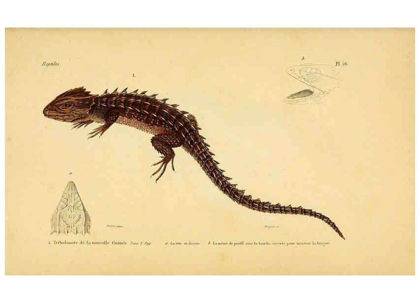 Reproducción/Reproduction 5982413652: Erpétologie générale, ou, Histoire naturelle complète des reptiles Paris :Roret,1834-1854