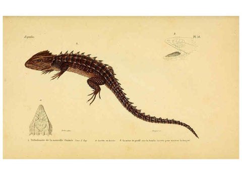 Reproducción/Reproduction 5982413652: Erpétologie générale, ou, Histoire naturelle complète des reptiles Paris :Roret,1834-1854