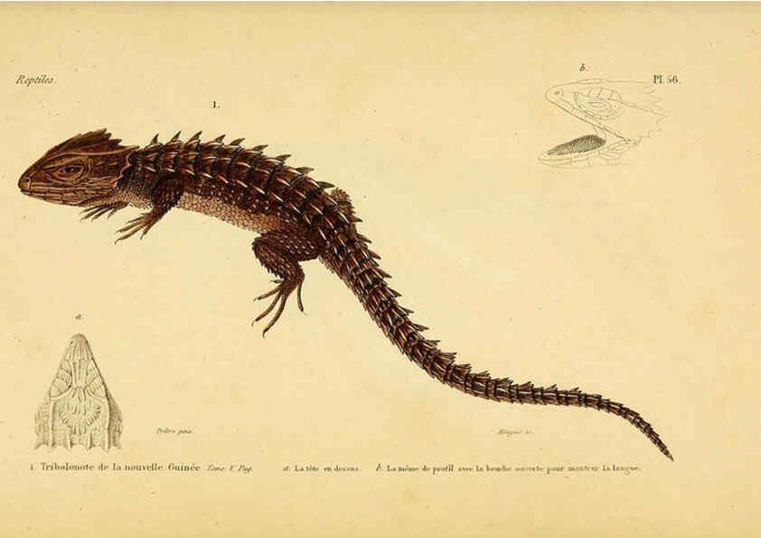 Reproducción/Reproduction 5982413652: Erpétologie générale, ou, Histoire naturelle complète des reptiles Paris :Roret,1834-1854