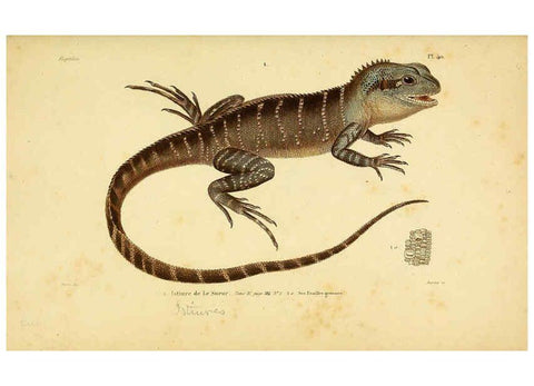 Reproducción/Reproduction 5981845495: Erpétologie générale, ou, Histoire naturelle complète des reptiles Paris :Roret,1834-1854