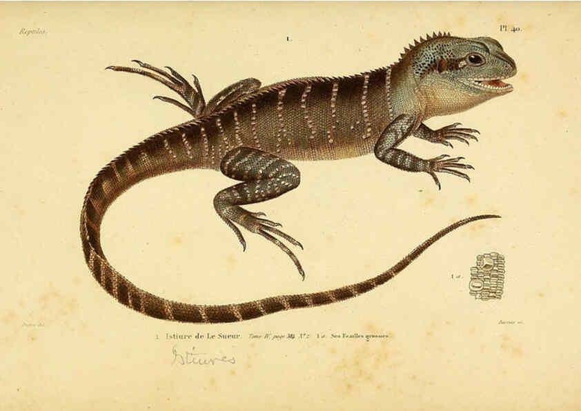 Reproducción/Reproduction 5981845495: Erpétologie générale, ou, Histoire naturelle complète des reptiles Paris :Roret,1834-1854