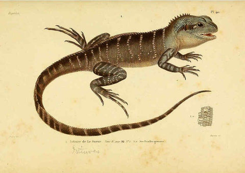 Reproducción/Reproduction 5981845495: Erpétologie générale, ou, Histoire naturelle complète des reptiles Paris :Roret,1834-1854