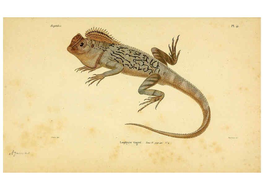 Reproducción/Reproduction 5982406826: Erpétologie générale, ou, Histoire naturelle complète des reptiles Paris :Roret,1834-1854