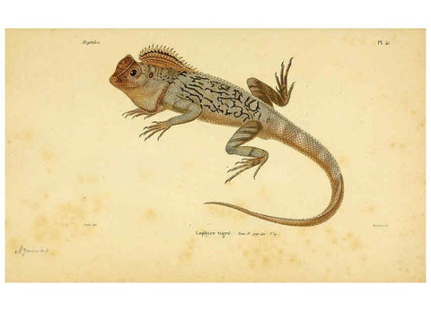 Reproducción/Reproduction 5982406826: Erpétologie générale, ou, Histoire naturelle complète des reptiles Paris :Roret,1834-1854