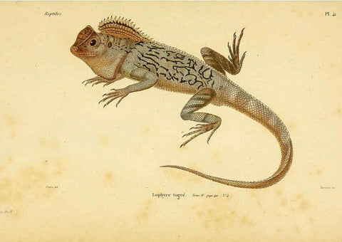 Reproducción/Reproduction 5982406826: Erpétologie générale, ou, Histoire naturelle complète des reptiles Paris :Roret,1834-1854