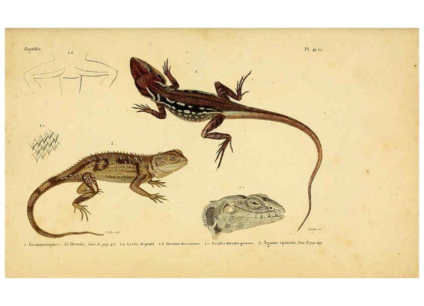 Reproducción/Reproduction 5982407452: Erpétologie générale, ou, Histoire naturelle complète des reptiles Paris :Roret,1834-1854