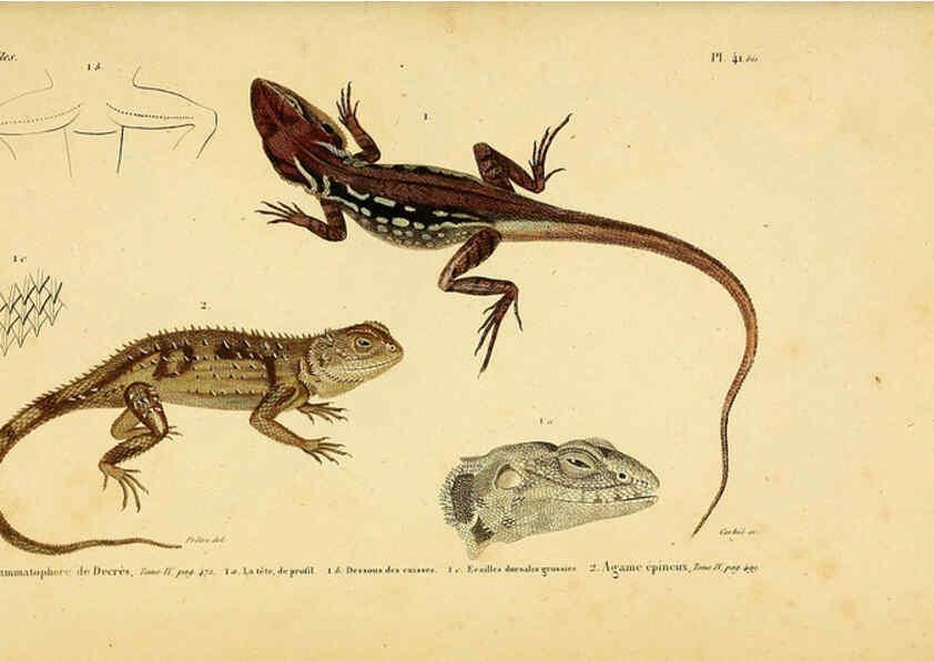 Reproducción/Reproduction 5982407452: Erpétologie générale, ou, Histoire naturelle complète des reptiles Paris :Roret,1834-1854