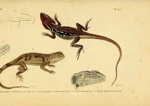 Reproducción/Reproduction 5982407452: Erpétologie générale, ou, Histoire naturelle complète des reptiles Paris :Roret,1834-1854