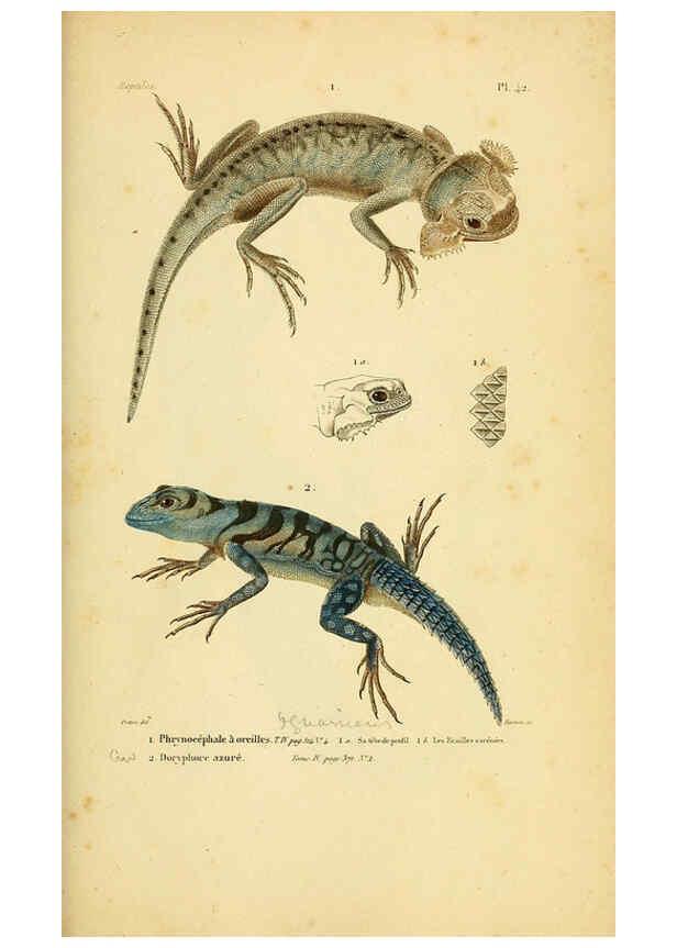 Reproducción/Reproduction 5982408042: Erpétologie générale, ou, Histoire naturelle complète des reptiles Paris :Roret,1834-1854