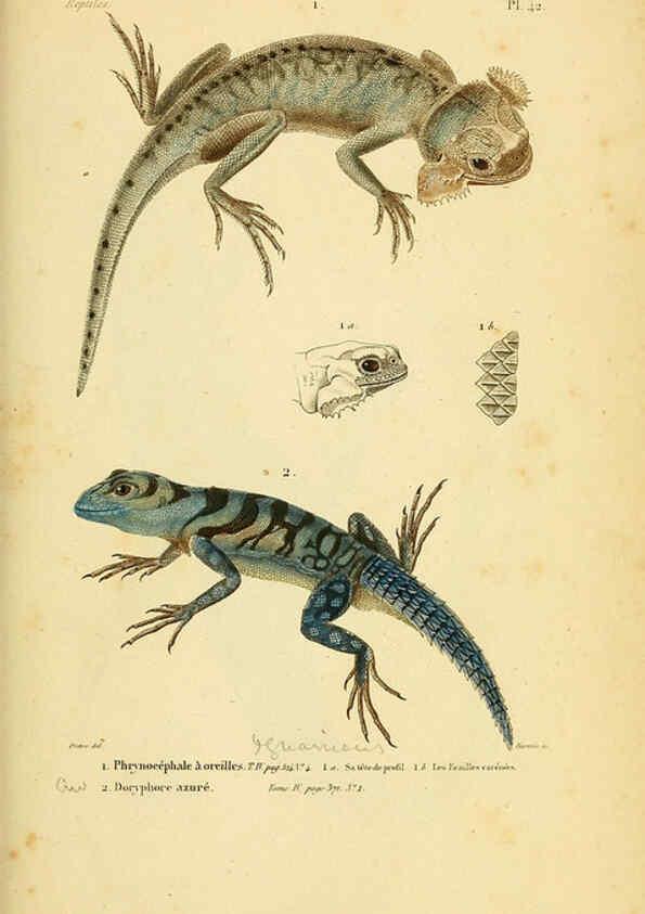 Reproducción/Reproduction 5982408042: Erpétologie générale, ou, Histoire naturelle complète des reptiles Paris :Roret,1834-1854