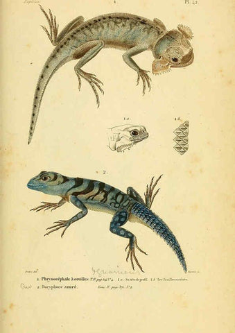 Reproducción/Reproduction 5982408042: Erpétologie générale, ou, Histoire naturelle complète des reptiles Paris :Roret,1834-1854