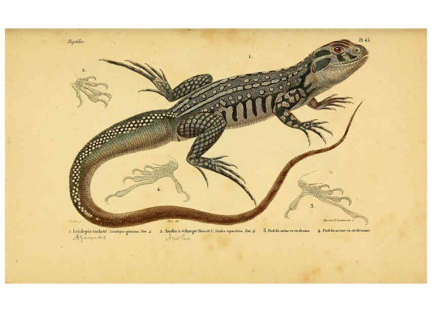 Reproducción/Reproduction 5981847637: Erpétologie générale, ou, Histoire naturelle complète des reptiles Paris :Roret,1834-1854