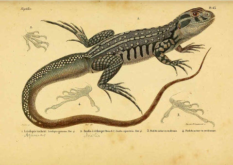 Reproducción/Reproduction 5981847637: Erpétologie générale, ou, Histoire naturelle complète des reptiles Paris :Roret,1834-1854