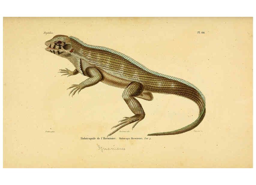 Reproducción/Reproduction 5981848067: Erpétologie générale, ou, Histoire naturelle complète des reptiles Paris :Roret,1834-1854
