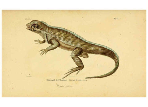 Reproducción/Reproduction 5981848067: Erpétologie générale, ou, Histoire naturelle complète des reptiles Paris :Roret,1834-1854