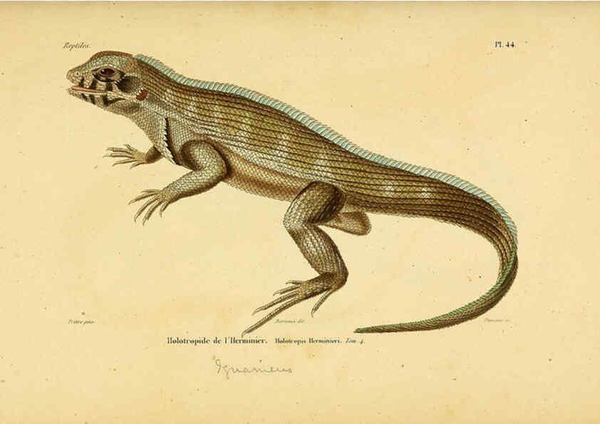 Reproducción/Reproduction 5981848067: Erpétologie générale, ou, Histoire naturelle complète des reptiles Paris :Roret,1834-1854
