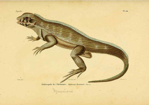 Reproducción/Reproduction 5981848067: Erpétologie générale, ou, Histoire naturelle complète des reptiles Paris :Roret,1834-1854