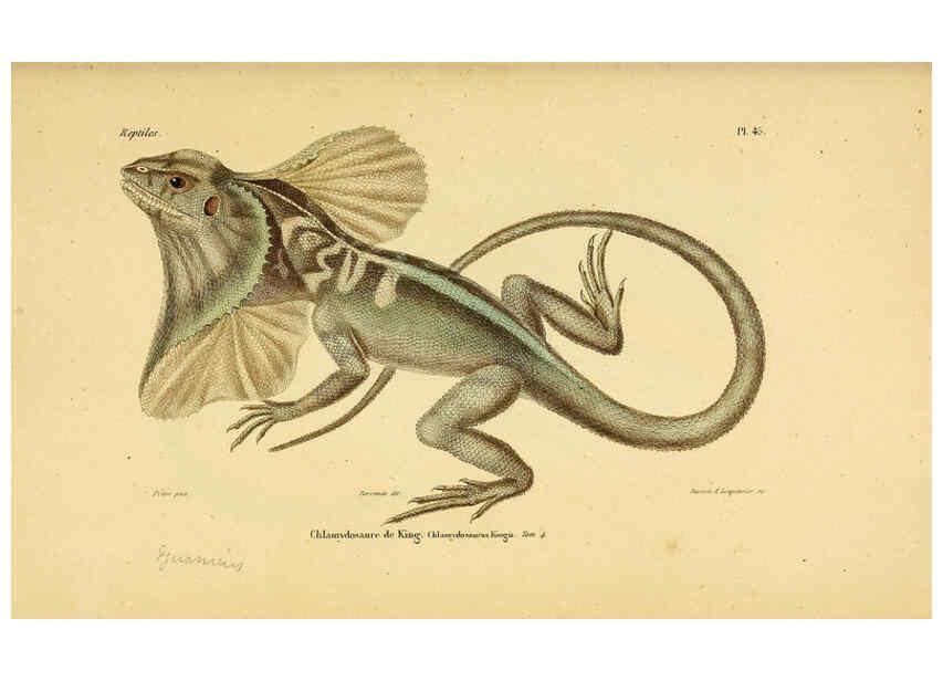 Reproducción/Reproduction 5982409210: Erpétologie générale, ou, Histoire naturelle complète des reptiles Paris :Roret,1834-1854