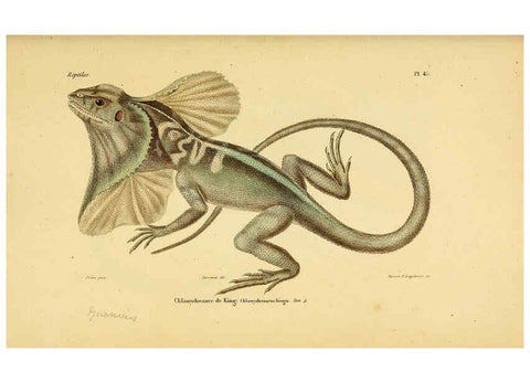 Reproducción/Reproduction 5982409210: Erpétologie générale, ou, Histoire naturelle complète des reptiles Paris :Roret,1834-1854