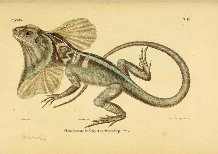 Reproducción/Reproduction 5982409210: Erpétologie générale, ou, Histoire naturelle complète des reptiles Paris :Roret,1834-1854