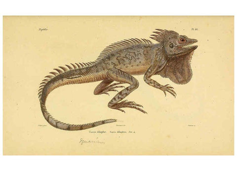 Reproducción/Reproduction 5982409568: Erpétologie générale, ou, Histoire naturelle complète des reptiles Paris :Roret,1834-1854