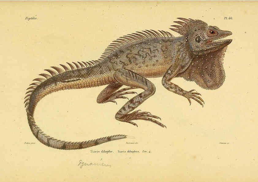 Reproducción/Reproduction 5982409568: Erpétologie générale, ou, Histoire naturelle complète des reptiles Paris :Roret,1834-1854