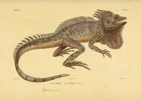 Reproducción/Reproduction 5982409568: Erpétologie générale, ou, Histoire naturelle complète des reptiles Paris :Roret,1834-1854