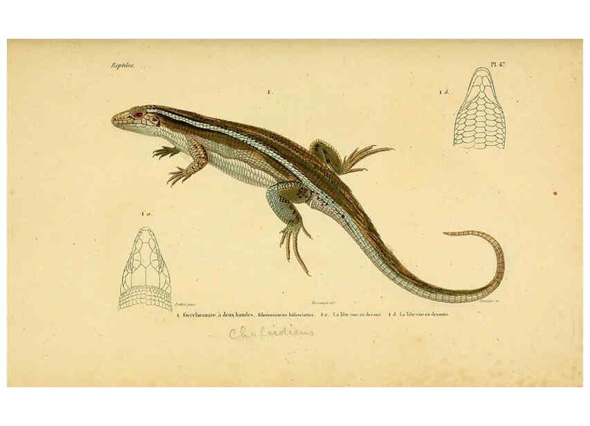 Reproducción/Reproduction 5981849325: Erpétologie générale, ou, Histoire naturelle complète des reptiles Paris :Roret,1834-1854