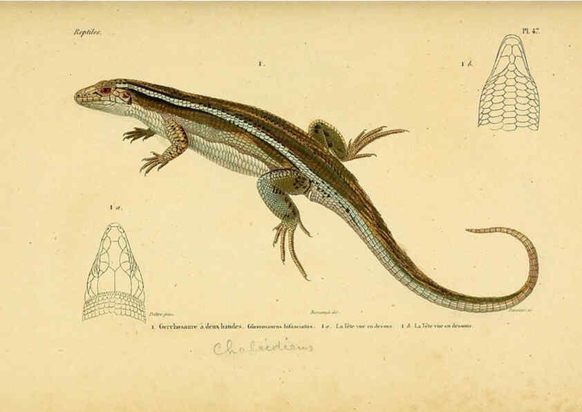 Reproducción/Reproduction 5981849325: Erpétologie générale, ou, Histoire naturelle complète des reptiles Paris :Roret,1834-1854