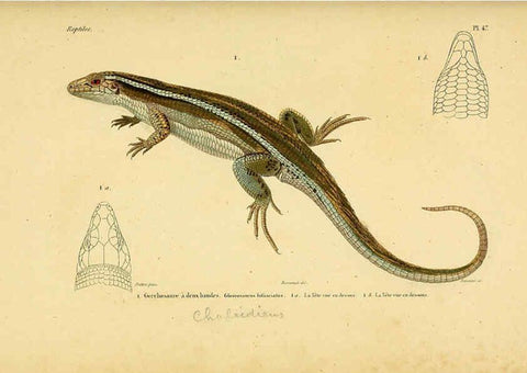 Reproducción/Reproduction 5981849325: Erpétologie générale, ou, Histoire naturelle complète des reptiles Paris :Roret,1834-1854