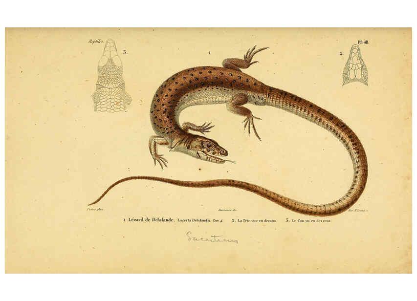 Reproducción/Reproduction 5981849623: Erpétologie générale, ou, Histoire naturelle complète des reptiles Paris :Roret,1834-1854