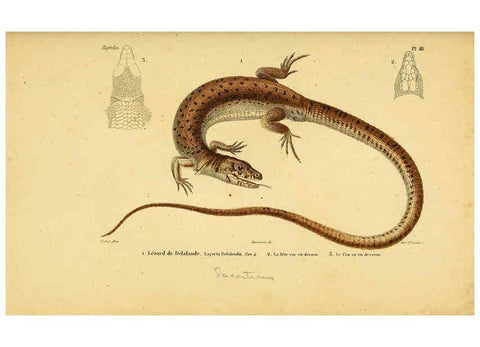 Reproducción/Reproduction 5981849623: Erpétologie générale, ou, Histoire naturelle complète des reptiles Paris :Roret,1834-1854