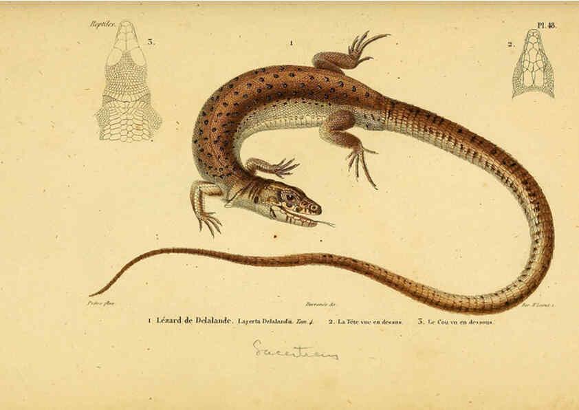 Reproducción/Reproduction 5981849623: Erpétologie générale, ou, Histoire naturelle complète des reptiles Paris :Roret,1834-1854