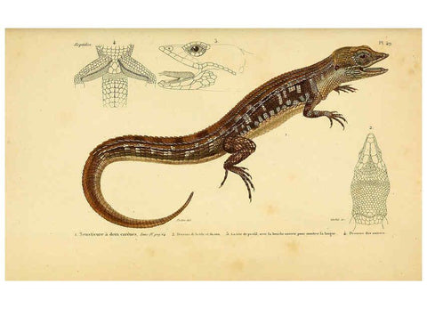 Reproducción/Reproduction 5982410980: Erpétologie générale, ou, Histoire naturelle complète des reptiles Paris :Roret,1834-1854