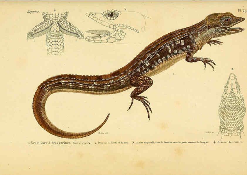 Reproducción/Reproduction 5982410980: Erpétologie générale, ou, Histoire naturelle complète des reptiles Paris :Roret,1834-1854