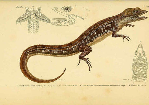 Reproducción/Reproduction 5982410980: Erpétologie générale, ou, Histoire naturelle complète des reptiles Paris :Roret,1834-1854