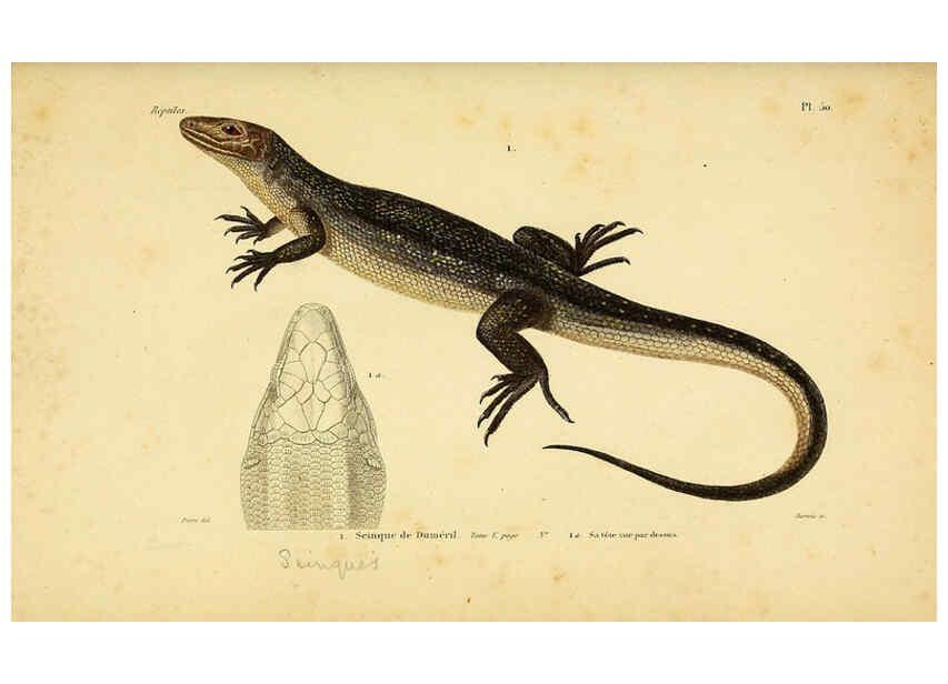 Reproducción/Reproduction 5982411348: Erpétologie générale, ou, Histoire naturelle complète des reptiles Paris :Roret,1834-1854