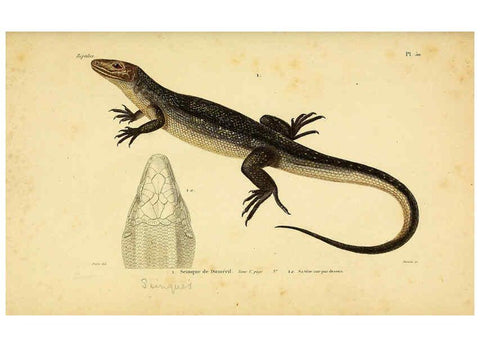Reproducción/Reproduction 5982411348: Erpétologie générale, ou, Histoire naturelle complète des reptiles Paris :Roret,1834-1854