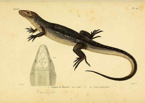 Reproducción/Reproduction 5982411348: Erpétologie générale, ou, Histoire naturelle complète des reptiles Paris :Roret,1834-1854